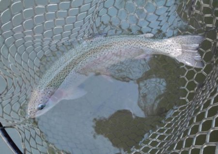 大安トラウトレイク 釣果